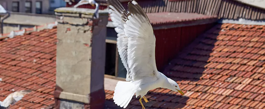 Residential Chimney Animal Removal Solution in Brookfield, IL