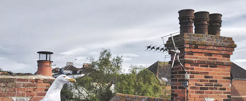 Chimney Cleaning And Restoration in Brookfield, Illinois